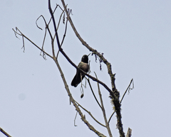 Heliangelus amethysticollis