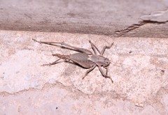 Atlanticus kiangsu