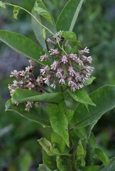 Asclepias syriaca