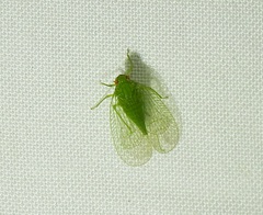 Tropiduchinae