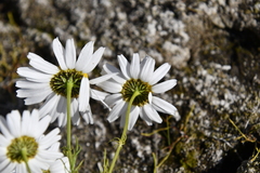 Tripleurospermum hookeri