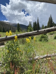 Thermopsis divaricarpa