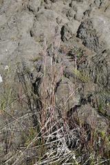 Arctagrostis arundinacea