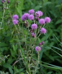 Cirsium arvense