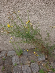 Senecio inaequidens