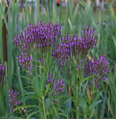 Verbena hastata