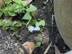 Leptosia nina