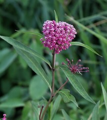 Asclepias incarnata