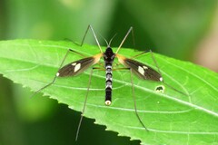 Hexatoma plumbicincta