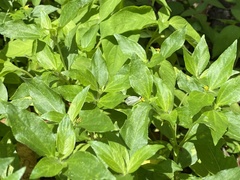 Leptosia nina