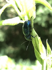 Chrysochus chinensis