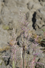 Arctagrostis arundinacea