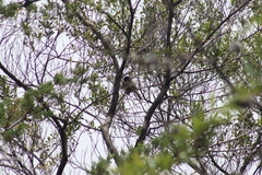 Pipilo maculatus macronyx