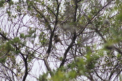 Pipilo maculatus macronyx