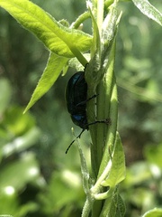 Chrysochus chinensis
