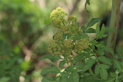 Prionosciadium thapsoides