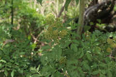 Prionosciadium thapsoides