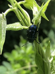 Chrysochus chinensis