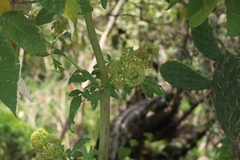 Prionosciadium thapsoides