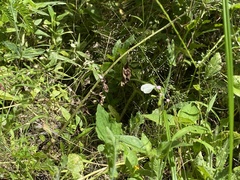 Leptosia nina