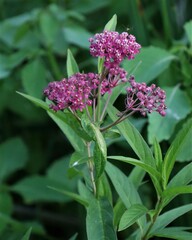 Asclepias incarnata