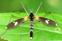 Hexatoma plumbicincta