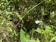 Leptosia nina