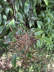 Ficus sarmentosa nipponica