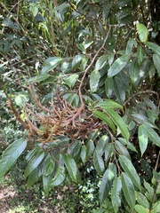 Ficus sarmentosa nipponica