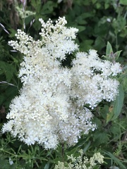 Filipendula ulmaria