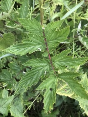 Filipendula ulmaria