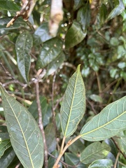 Ficus sarmentosa nipponica