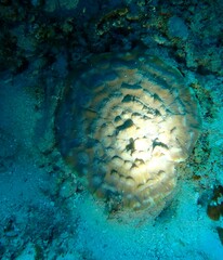 Mycedium elephantotus