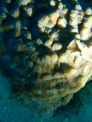 Mycedium elephantotus