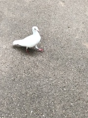 Columba livia domestica