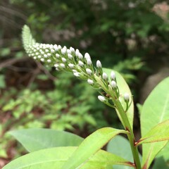 Lysimachia clethroides