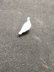 Columba livia domestica