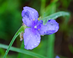 Tradescantia occidentalis