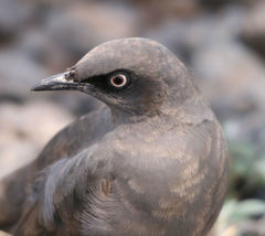 Ashy Starling photo 4