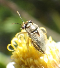 Geocoris punctipes
