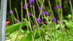 Eupherusa nigriventris