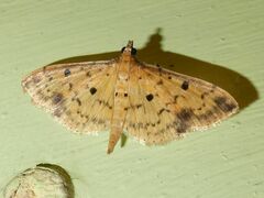 Herpetogramma cynaralis