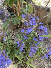 Penstemon virens