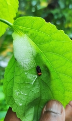 Phymatostetha deschampsi