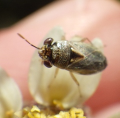 Geocoris punctipes