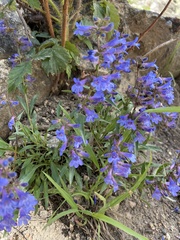 Penstemon virens