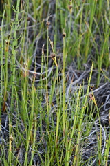 Juncus castaneus leucochlamys