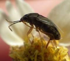 Geocoris punctipes