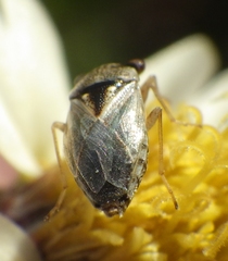 Geocoris punctipes