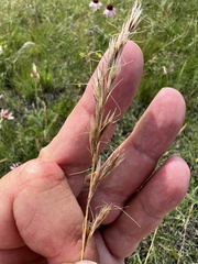 Helictochloa hookeri